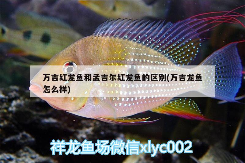 万吉红龙鱼和孟吉尔红龙鱼的区别(万吉龙鱼怎么样) 广州孟吉尔