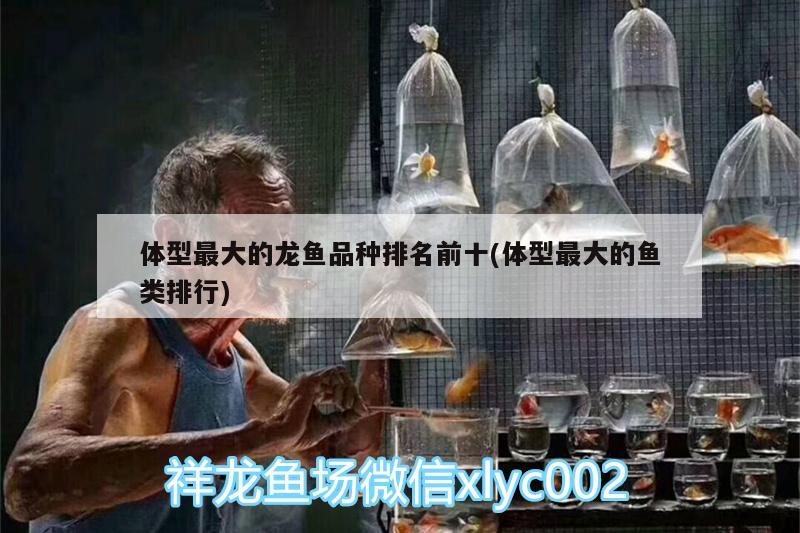 体型最大的龙鱼品种排名前十(体型最大的鱼类排行) 细线银板鱼苗