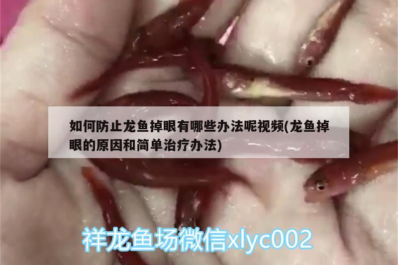 如何防止龙鱼掉眼有哪些办法呢视频(龙鱼掉眼的原因和简单治疗办法)