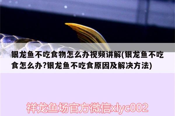 银龙鱼不吃食物怎么办视频讲解(银龙鱼不吃食怎么办?银龙鱼不吃食原因及解决方法) 银龙鱼