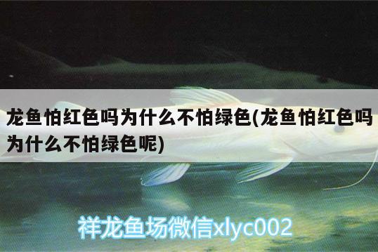 龙鱼怕红色吗为什么不怕绿色(龙鱼怕红色吗为什么不怕绿色呢) 帝王迷宫鱼