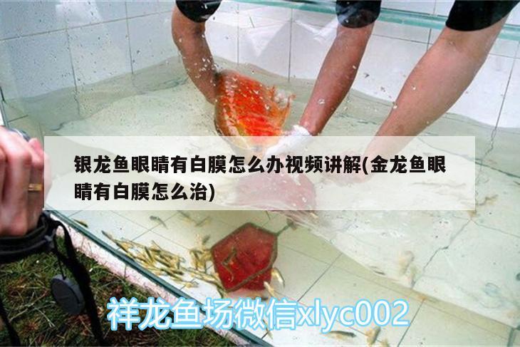 银龙鱼眼睛有白膜怎么办视频讲解(金龙鱼眼睛有白膜怎么治)