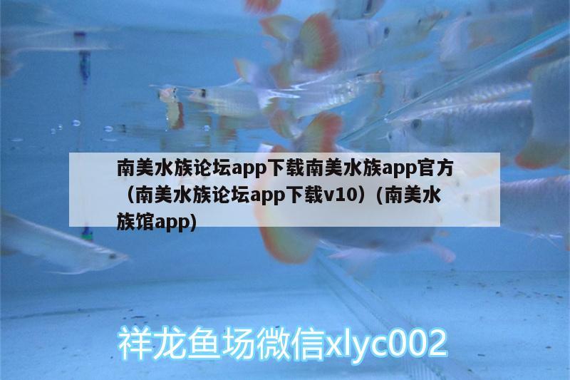 南美水族论坛app下载南美水族app官方（南美水族论坛app下载v10）(南美水族馆app) 超血红龙鱼