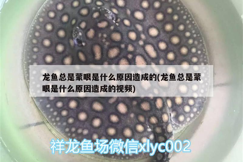 龙鱼总是蒙眼是什么原因造成的(龙鱼总是蒙眼是什么原因造成的视频)