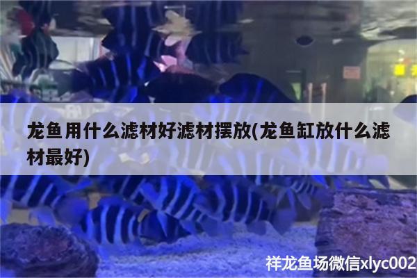 龙鱼用什么滤材好滤材摆放(龙鱼缸放什么滤材最好) 广州观赏鱼批发市场