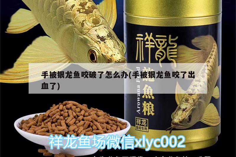 手被银龙鱼咬破了怎么办(手被银龙鱼咬了出血了)