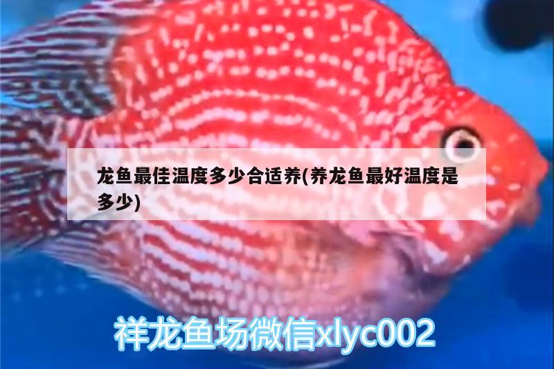 龙鱼最佳温度多少合适养(养龙鱼最好温度是多少) 养鱼知识 第2张