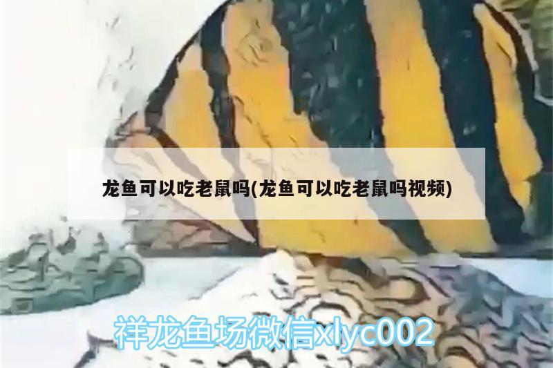 龙鱼可以吃老鼠吗(龙鱼可以吃老鼠吗视频)