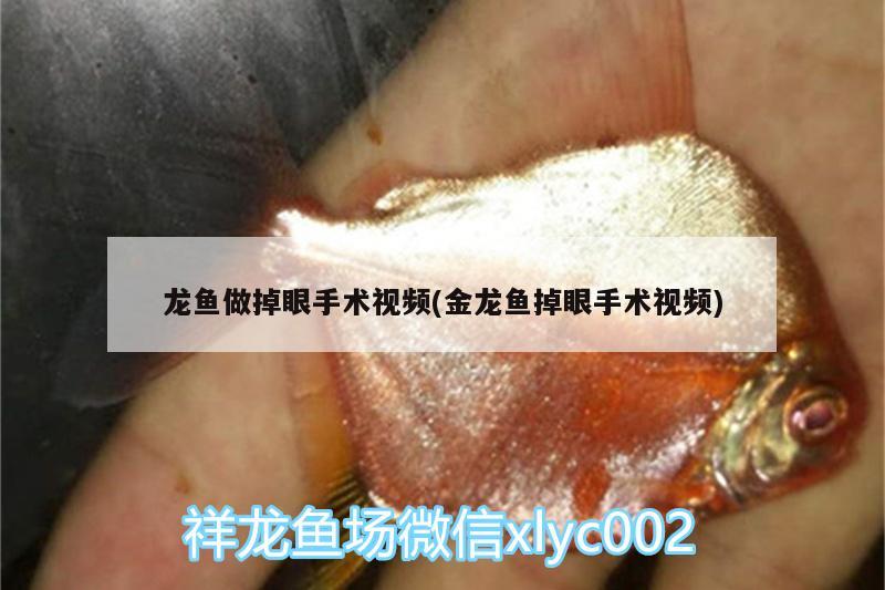 龙鱼做掉眼手术视频(金龙鱼掉眼手术视频) 新加坡号半红龙鱼（练手级红龙鱼）