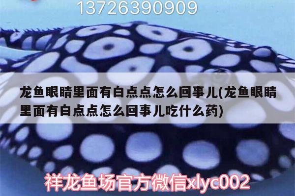 龙鱼眼睛里面有白点点怎么回事儿(龙鱼眼睛里面有白点点怎么回事儿吃什么药) 双线侧鱼