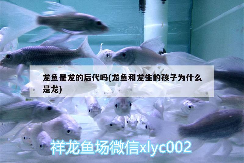 龙鱼是龙的后代吗(龙鱼和龙生的孩子为什么是龙) 广州水族器材滤材批发市场