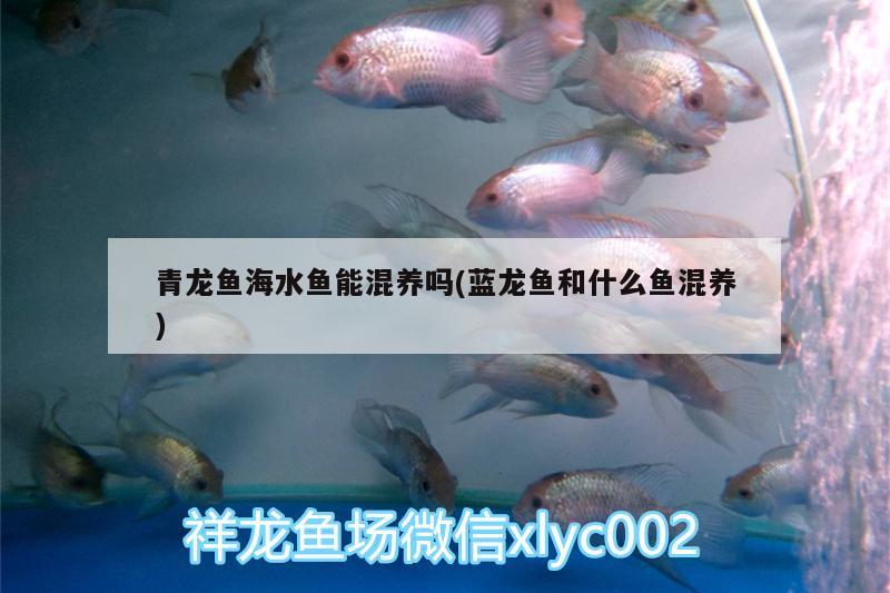 青龙鱼海水鱼能混养吗(蓝龙鱼和什么鱼混养)