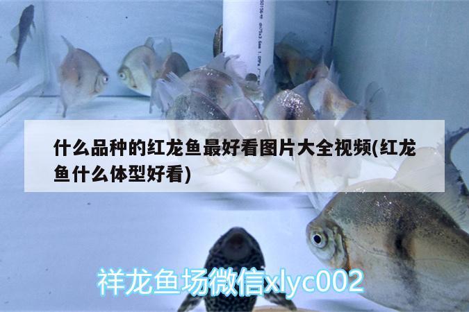 什么品种的红龙鱼最好看图片大全视频(红龙鱼什么体型好看)