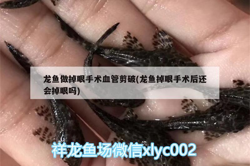 龙鱼做掉眼手术血管剪破(龙鱼掉眼手术后还会掉眼吗) 虎鱼鱼苗