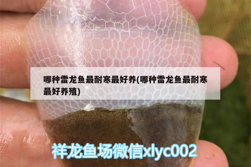 哪种雷龙鱼最耐寒最好养(哪种雷龙鱼最耐寒最好养殖)