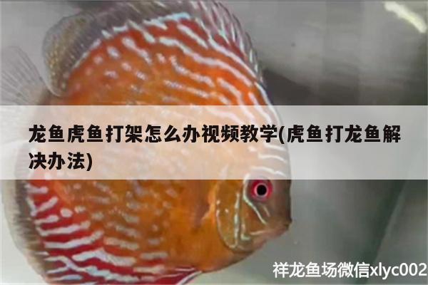 龙鱼虎鱼打架怎么办视频教学(虎鱼打龙鱼解决办法)