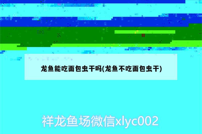 龙鱼能吃面包虫干吗(龙鱼不吃面包虫干) 胭脂孔雀龙鱼