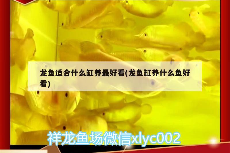 龙鱼适合什么缸养最好看(龙鱼缸养什么鱼好看)