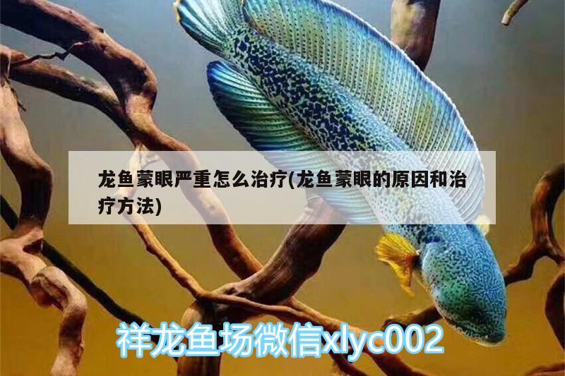 龙鱼蒙眼严重怎么治疗(龙鱼蒙眼的原因和治疗方法) 白子黄化银龙鱼