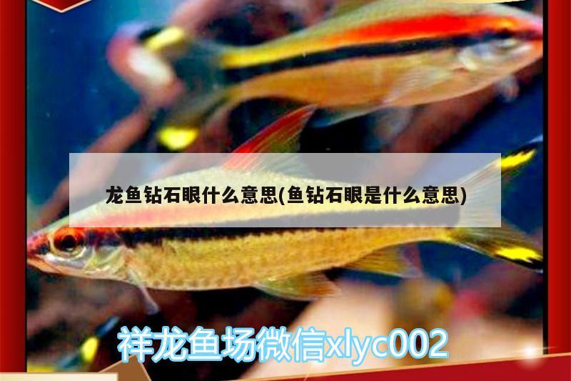 龙鱼钻石眼什么意思(鱼钻石眼是什么意思) 虎鱼百科