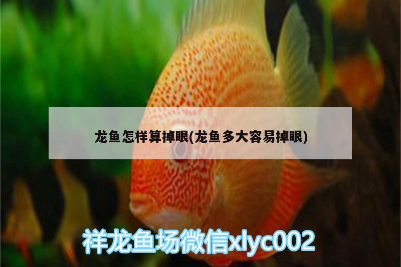 龙鱼怎样算掉眼(龙鱼多大容易掉眼) 祥龙水族滤材/器材