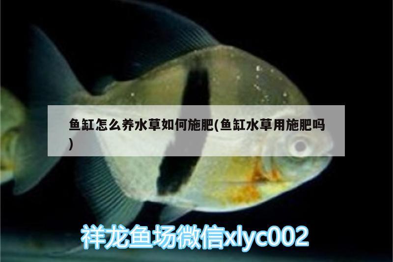 鱼缸怎么养水草如何施肥(鱼缸水草用施肥吗)