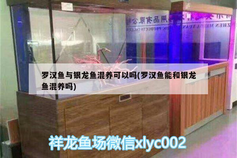 罗汉鱼与银龙鱼混养可以吗(罗汉鱼能和银龙鱼混养吗) 罗汉鱼