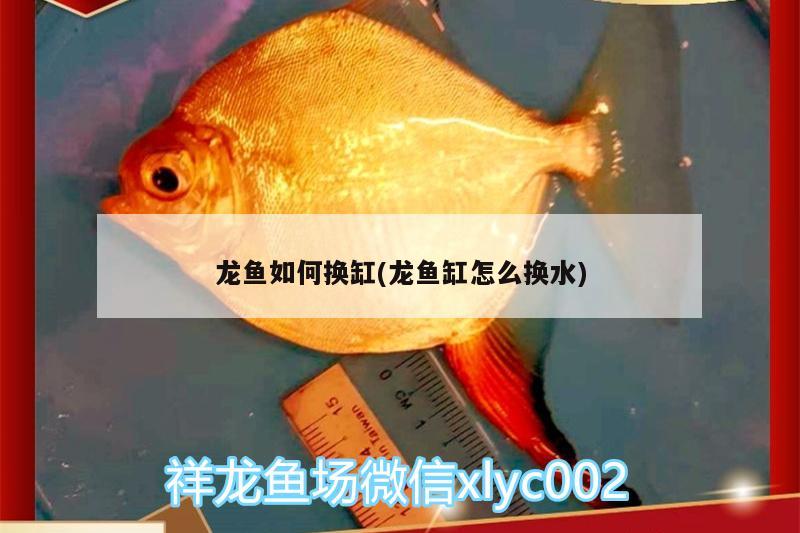 龙鱼如何换缸(龙鱼缸怎么换水)