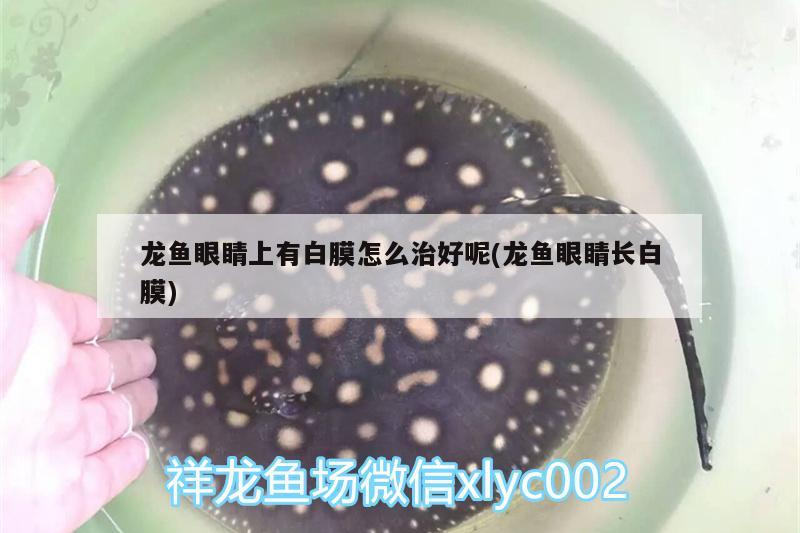 龙鱼眼睛上有白膜怎么治好呢(龙鱼眼睛长白膜)