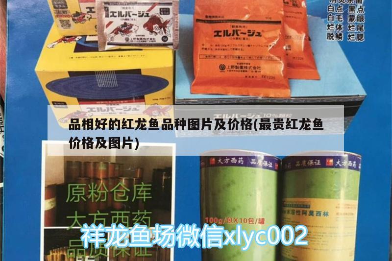 品相好的红龙鱼品种图片及价格(最贵红龙鱼价格及图片)