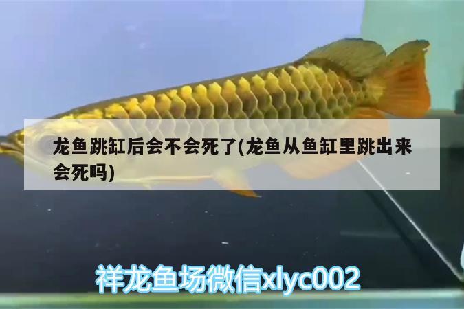 龙鱼跳缸后会不会死了(龙鱼从鱼缸里跳出来会死吗)