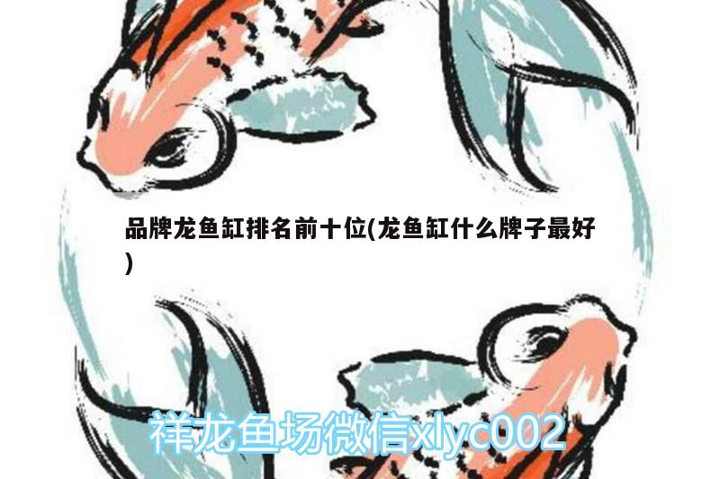 品牌龙鱼缸排名前十位(龙鱼缸什么牌子最好) 斑马鸭嘴鱼苗