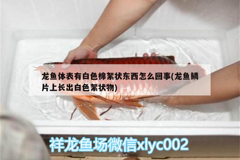 龙鱼体表有白色棉絮状东西怎么回事(龙鱼鳞片上长出白色絮状物)