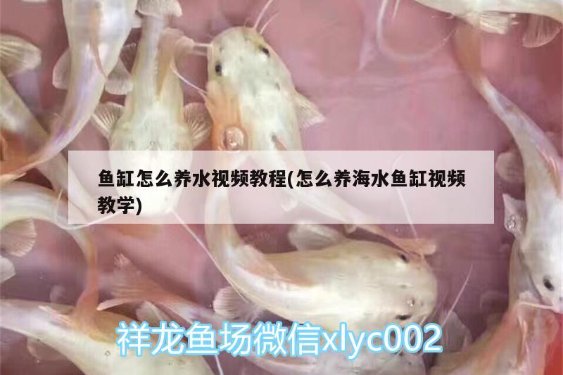 鱼缸怎么养水视频教程(怎么养海水鱼缸视频教学)