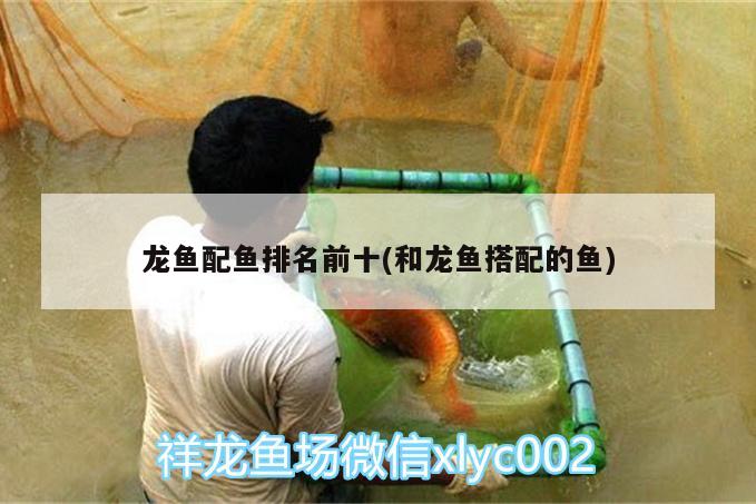 龙鱼配鱼排名前十(和龙鱼搭配的鱼) 其它水族用具设备