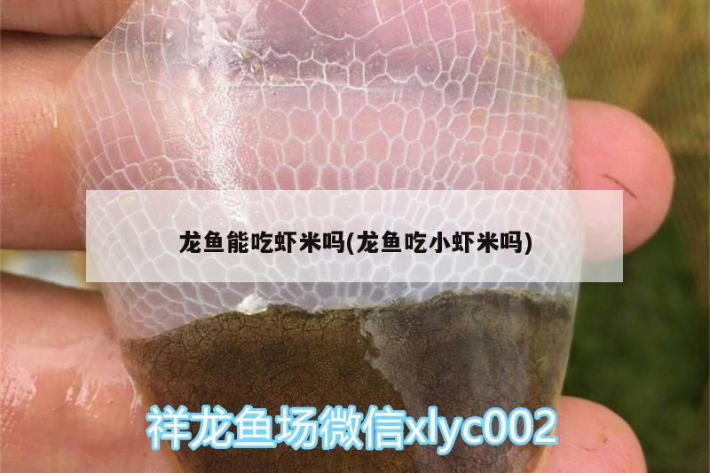 龙鱼能吃虾米吗(龙鱼吃小虾米吗) 锦鲤鱼