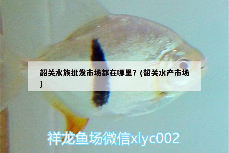 韶关水族批发市场都在哪里？(韶关水产市场) 观赏鱼水族批发市场