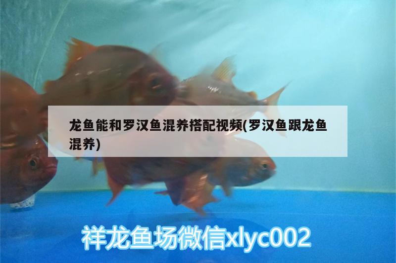 龙鱼能和罗汉鱼混养搭配视频(罗汉鱼跟龙鱼混养) 罗汉鱼