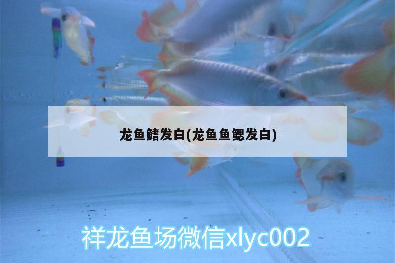 龙鱼鳍发白(龙鱼鱼鳃发白) 苏虎苗（苏门答腊虎鱼苗）