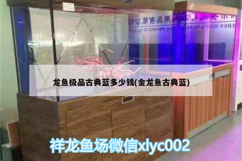 龙鱼极品古典蓝多少钱(金龙鱼古典蓝) 古典过背金龙鱼