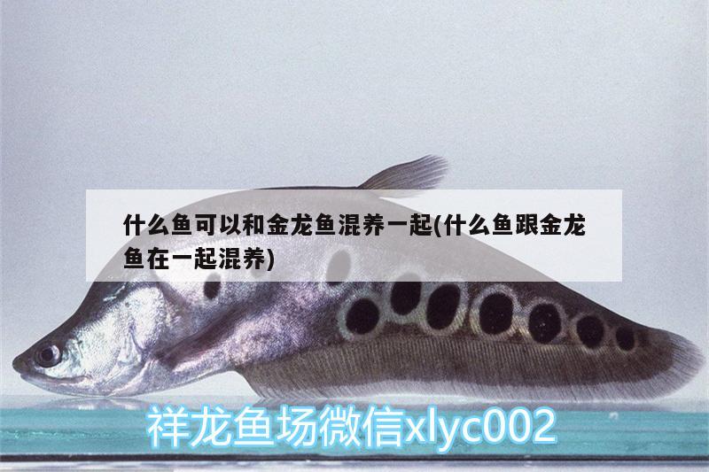 什么鱼可以和金龙鱼混养一起(什么鱼跟金龙鱼在一起混养) 祥龙蓝珀金龙鱼