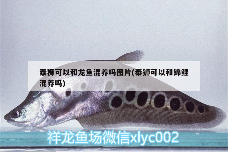 泰狮可以和龙鱼混养吗图片(泰狮可以和锦鲤混养吗) 其它水族用具设备