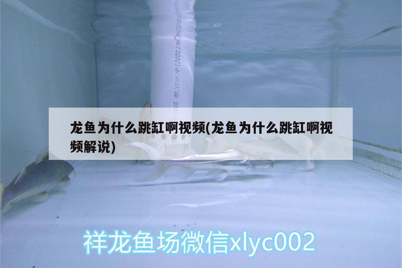 龙鱼为什么跳缸啊视频(龙鱼为什么跳缸啊视频解说) 祥龙金禾金龙鱼