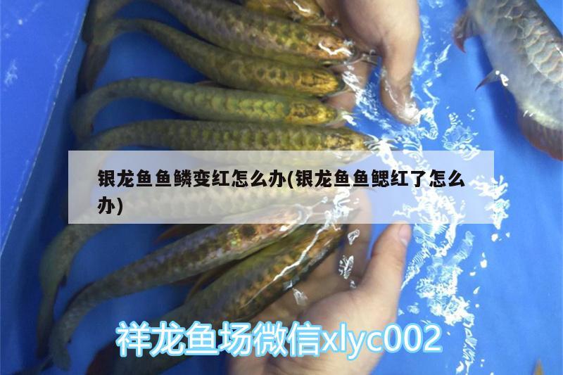 银龙鱼鱼鳞变红怎么办(银龙鱼鱼鳃红了怎么办)