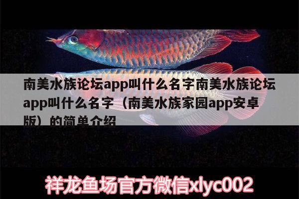 南美水族论坛app叫什么名字南美水族论坛app叫什么名字（南美水族家园app安卓版）的简单介绍 白条过背金龙鱼