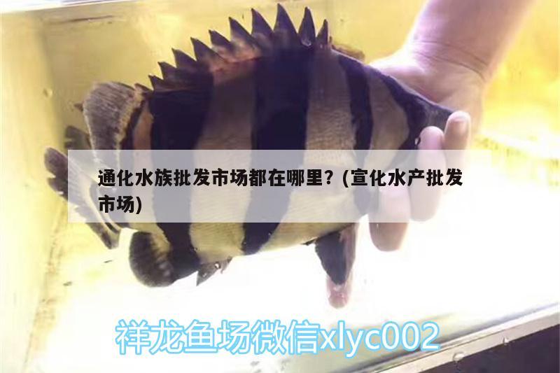 通化水族批发市场都在哪里？(宣化水产批发市场)