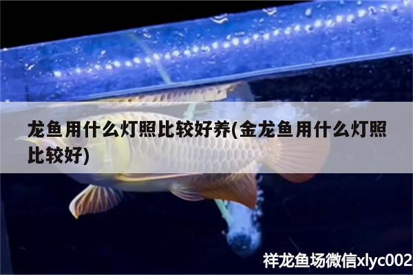 龙鱼用什么灯照比较好养(金龙鱼用什么灯照比较好) 伊巴卡鱼