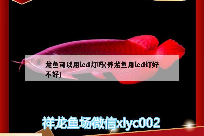 龙鱼可以用led灯吗(养龙鱼用led灯好不好) 祥禾Super Red红龙鱼