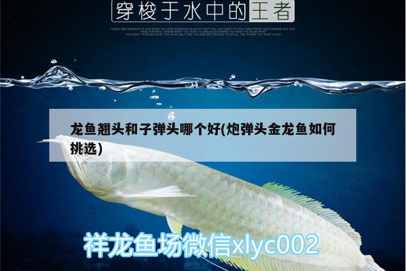 龙鱼翘头和子弹头哪个好(炮弹头金龙鱼如何挑选) 水族灯（鱼缸灯）