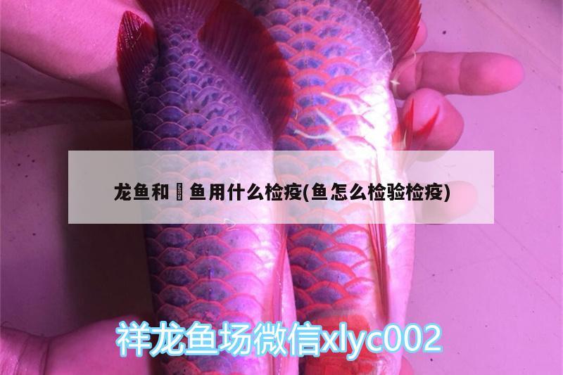 龙鱼和魟鱼用什么检疫(鱼怎么检验检疫) BD魟鱼